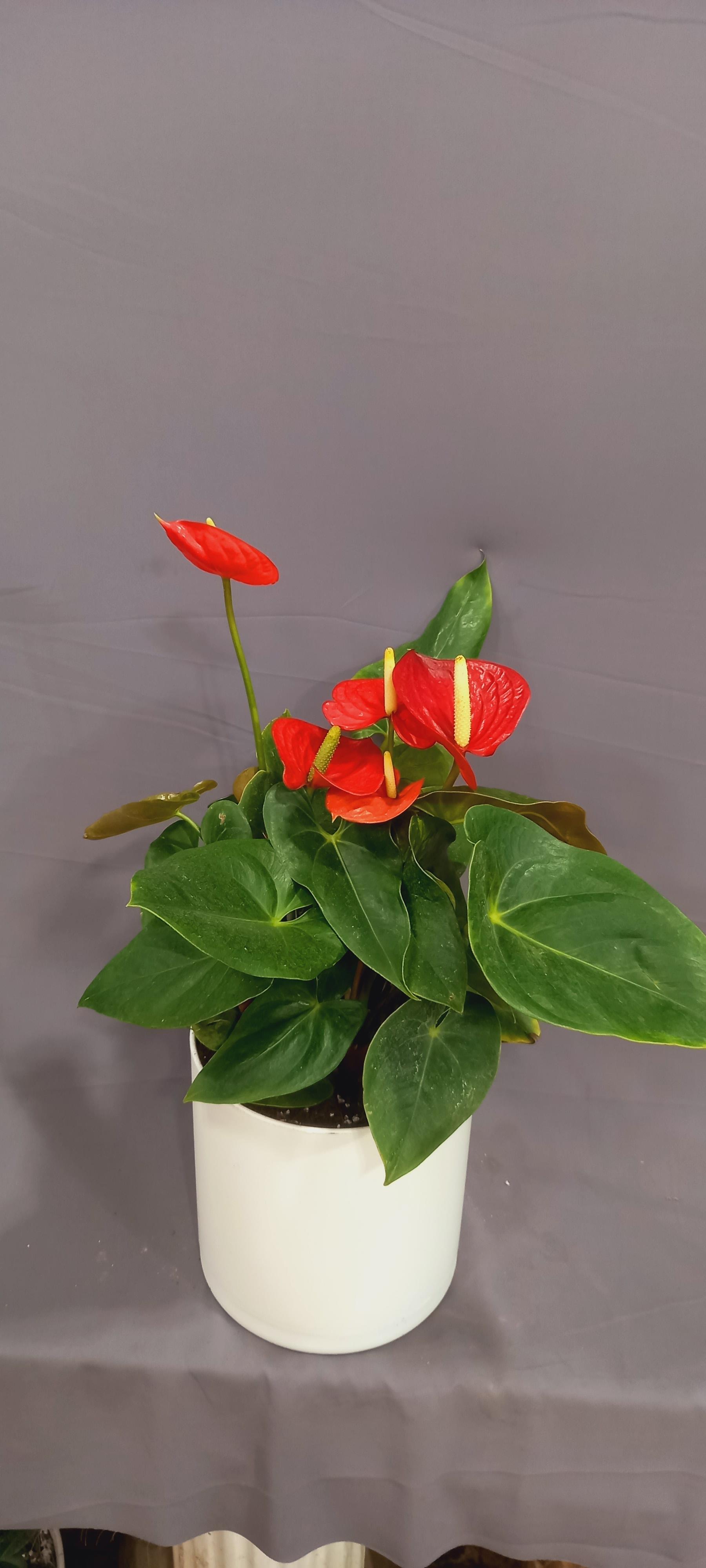 عکس گل فروشی مگنولیا