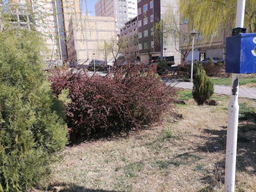 عکس پارک کاج