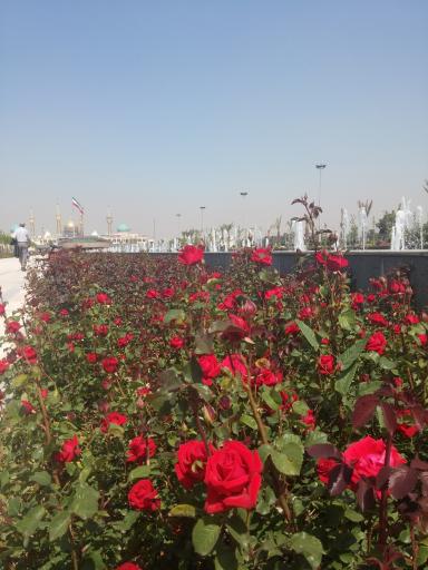 عکس آبنمای بهشت زهرا