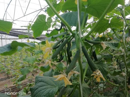 عکس بیتا ژن گستر جام (نهادهای کشاورزی)