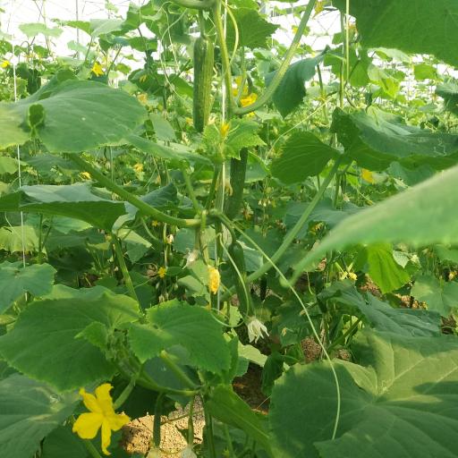 عکس بیتا ژن گستر جام (نهادهای کشاورزی)