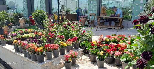 عکس گل و گیاه رئیسی