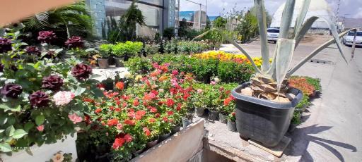 عکس گل و گیاه رئیسی