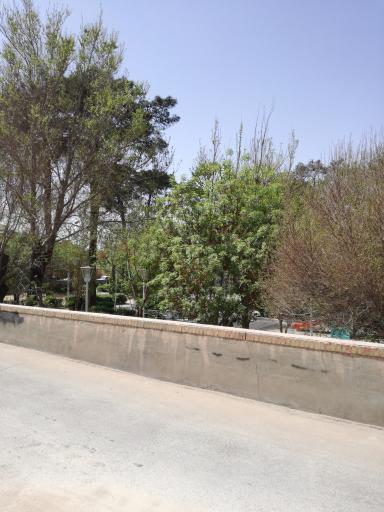 عکس پارک باغ گل گندم