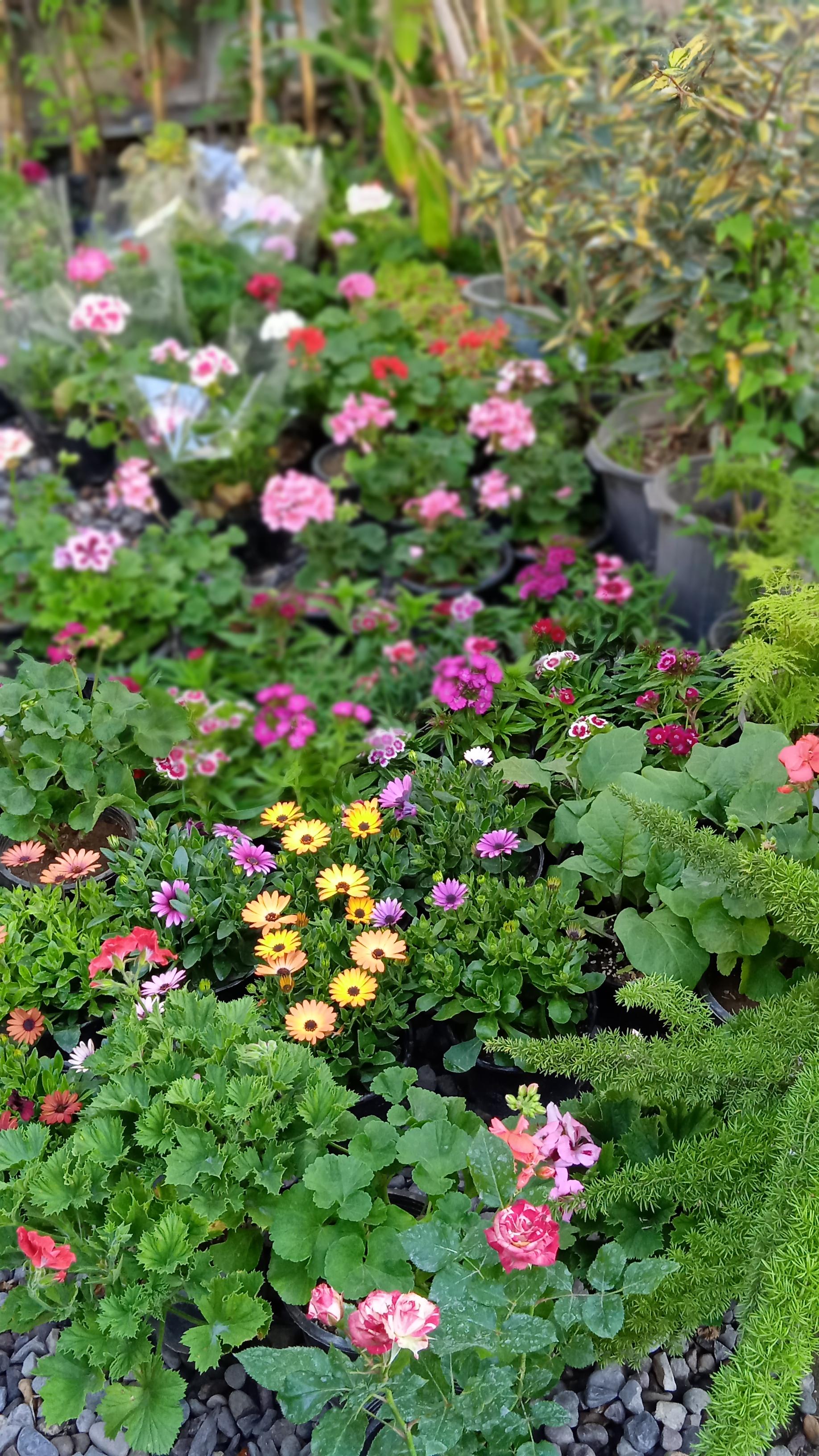 عکس گلسرای چهار فصل محمد مهدی 