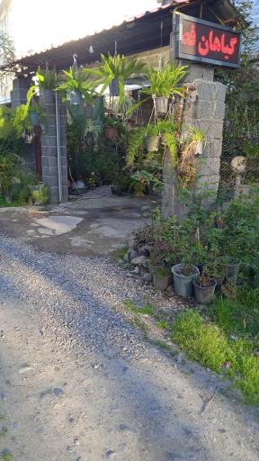 عکس گلسرای چهار فصل محمد مهدی 