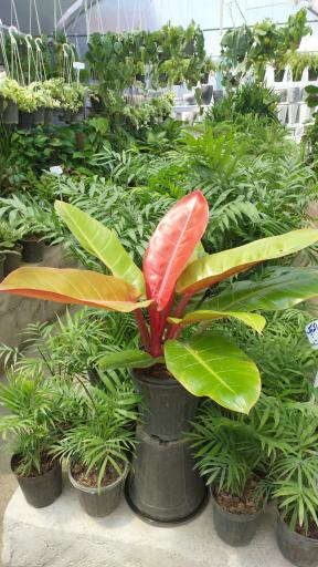 عکس گلباغ ارکیده کاشان