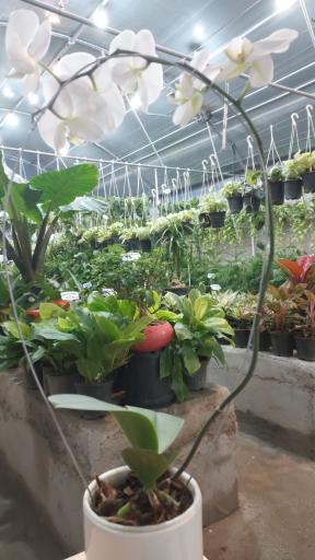 عکس گلباغ ارکیده کاشان