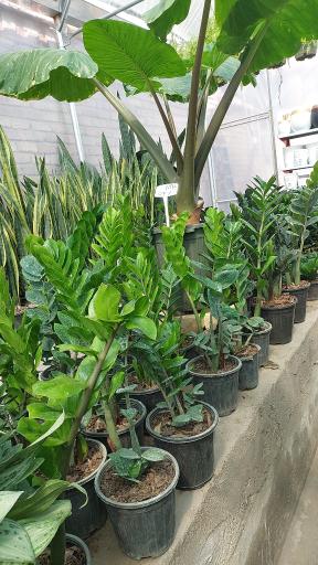 عکس گلباغ ارکیده کاشان