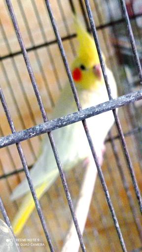 عکس پت شاپ امیر