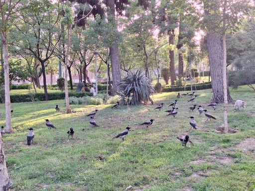 عکس بوستان شریف