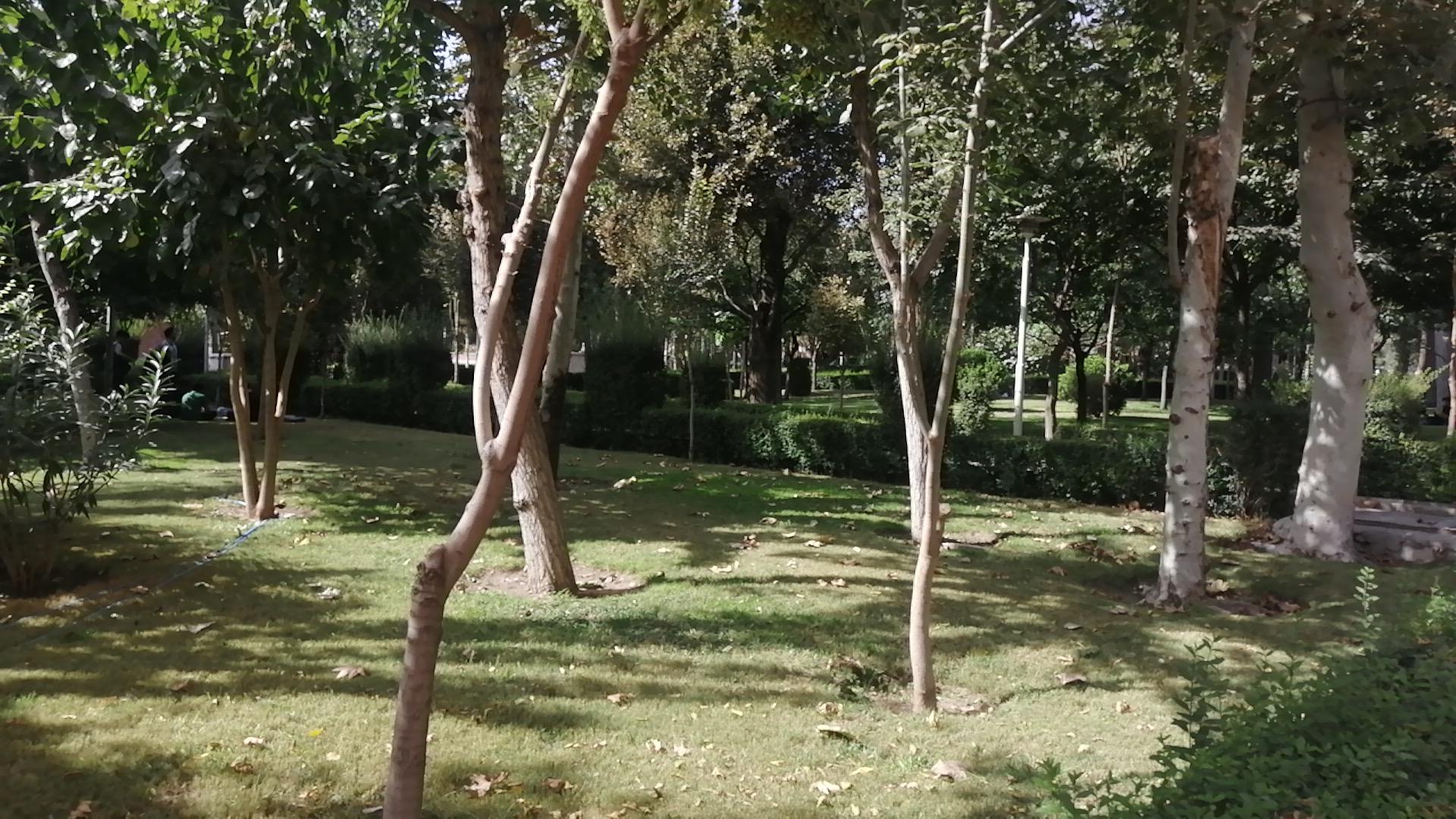 عکس بوستان شریف