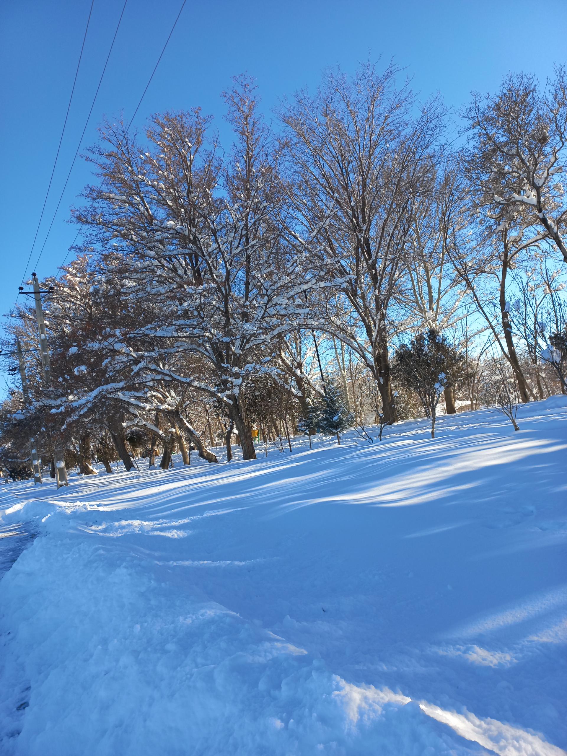 عکس پارک جنگلی