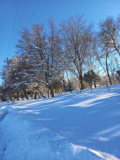 عکس پارک جنگلی