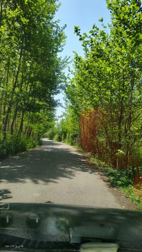 عکس اسکله قایق سواری تفریحی گردشگری مرداب آبکنار  