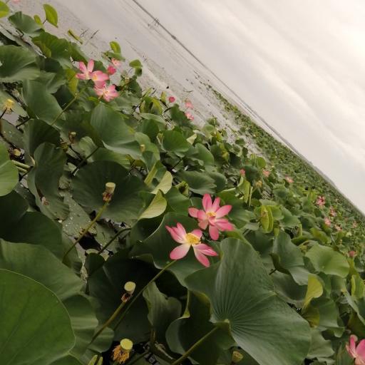 عکس اسکله قایق سواری تفریحی گردشگری مرداب آبکنار  