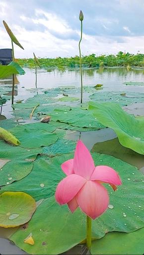 عکس اسکله قایق سواری تفریحی گردشگری مرداب آبکنار  