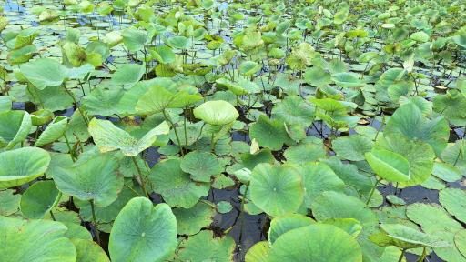 عکس اسکله قایق سواری تفریحی گردشگری مرداب آبکنار  