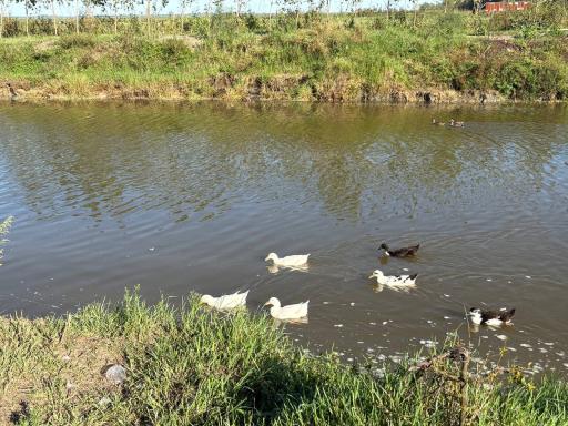 عکس اسکله قایق سواری تفریحی گردشگری مرداب آبکنار  