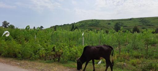 عکس احمدسر گوراب