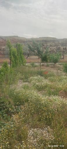 عکس کردلو