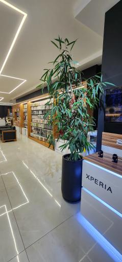 عکس موبایل روشا