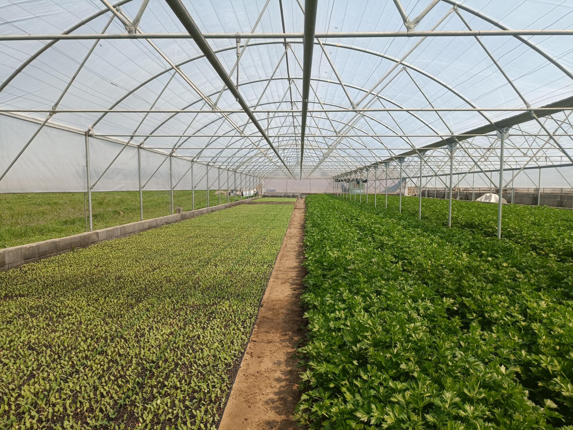 عکس گلخانه مزرعه نوین کشت فاز ۲