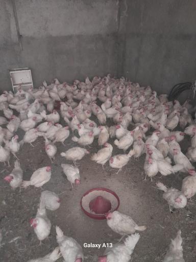 عکس مرغ زنده فروشی علی کچلو