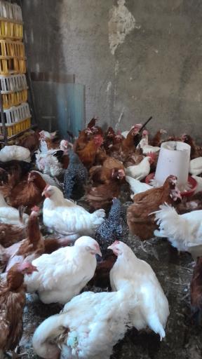 عکس مرغ زنده فروشی علی کچلو