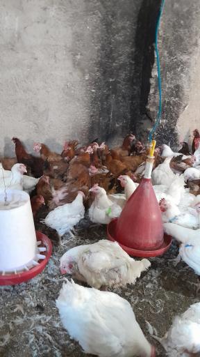 عکس مرغ زنده فروشی علی کچلو