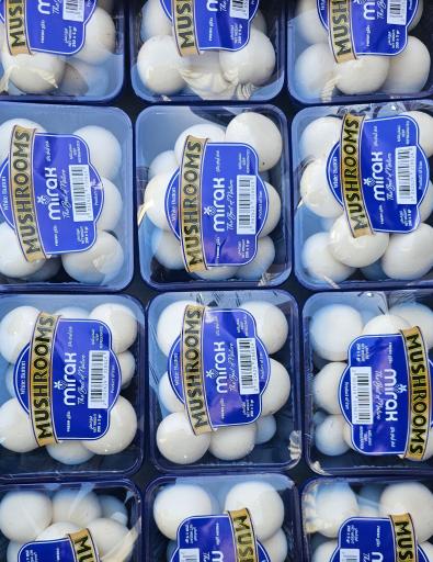 عکس پخش قارچ ملارد