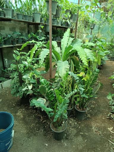 عکس گلخانه گل مریم 