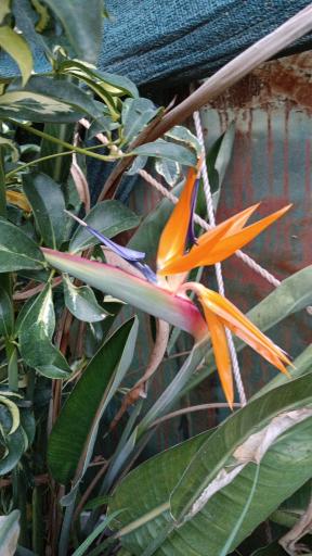 عکس گلخانه گل مریم 