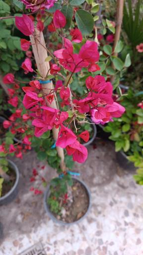 عکس گلخانه گل مریم 