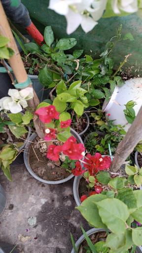 عکس گلخانه گل مریم 