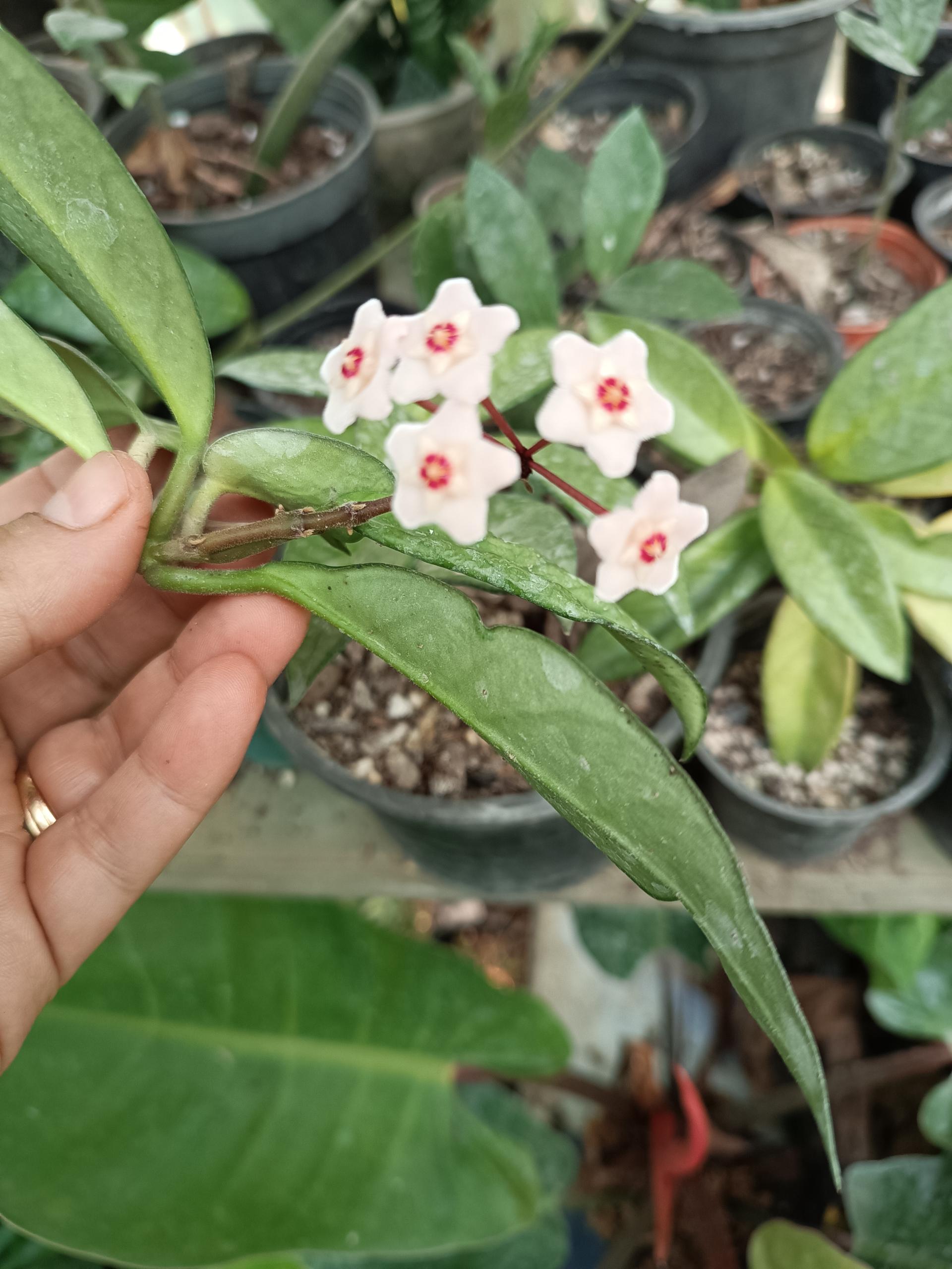 عکس گلخانه گل مریم 