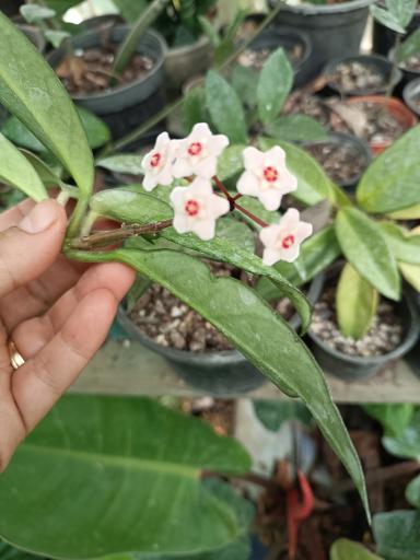 عکس گلخانه گل مریم 