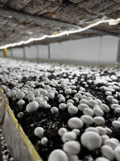 عکس عمده فروشی قارچ خوراکی پارسی قارچ