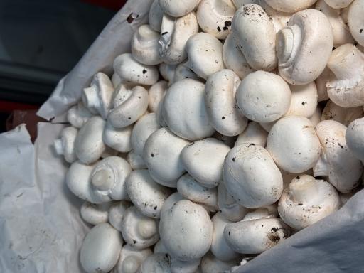 عکس عمده فروشی قارچ خوراکی پارسی قارچ