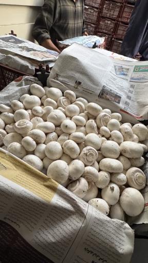 عکس عمده فروشی قارچ خوراکی پارسی قارچ