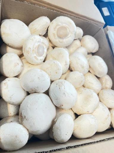 عکس عمده فروشی قارچ خوراکی پارسی قارچ