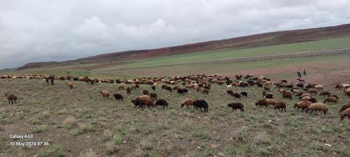 عکس دامداری سلیمان یوسف نژاد