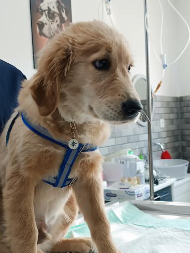 عکس کلینیک دامپزشکی نیل پت