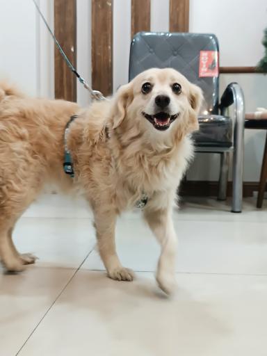 عکس کلینیک دامپزشکی نیل پت