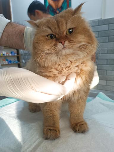 عکس کلینیک دامپزشکی نیل پت