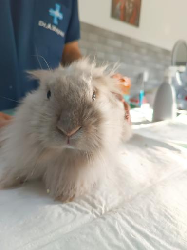 عکس کلینیک دامپزشکی نیل پت