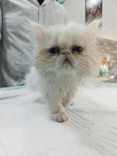 عکس کلینیک دامپزشکی نیل پت