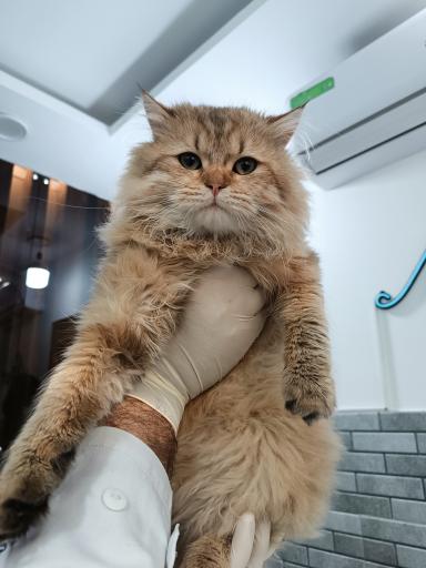 عکس کلینیک دامپزشکی نیل پت