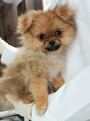 عکس کلینیک دامپزشکی نیل پت