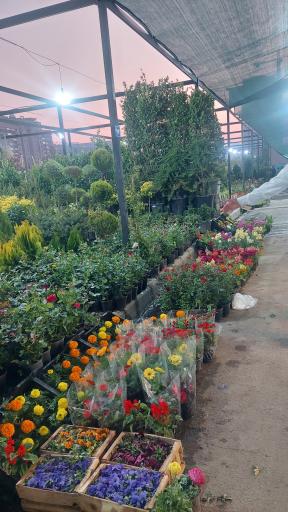 عکس بازار گل آسمان